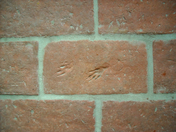 Thin brick tile stamped animal prints on floor